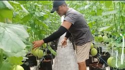 GenSobo Farm di Kelurahan Burengan, Kota Kediri, Siap Panen Melon, Jadi Wadah Edukasi Urban Farming