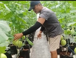 GenSobo Farm di Kelurahan Burengan, Kota Kediri, Siap Panen Melon, Jadi Wadah Edukasi Urban Farming