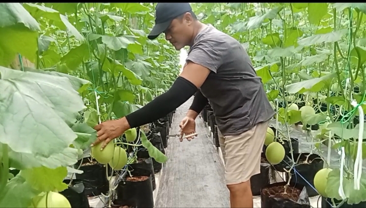 GenSobo Farm di Kelurahan Burengan, Kota Kediri, Siap Panen Melon, Jadi Wadah Edukasi Urban Farming