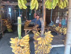 Minto, Pedagang Pisang Ikonik Pasar Ngadisimo dengan Omzet Harian Mencapai Rp 1 Juta