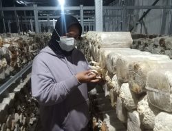 Empat Bulan Berjalan, Budidaya Jamur Sekam di Gurah Tembus Pasar Hotel