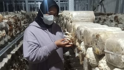 Empat Bulan Berjalan, Budidaya Jamur Sekam di Gurah Tembus Pasar Hotel