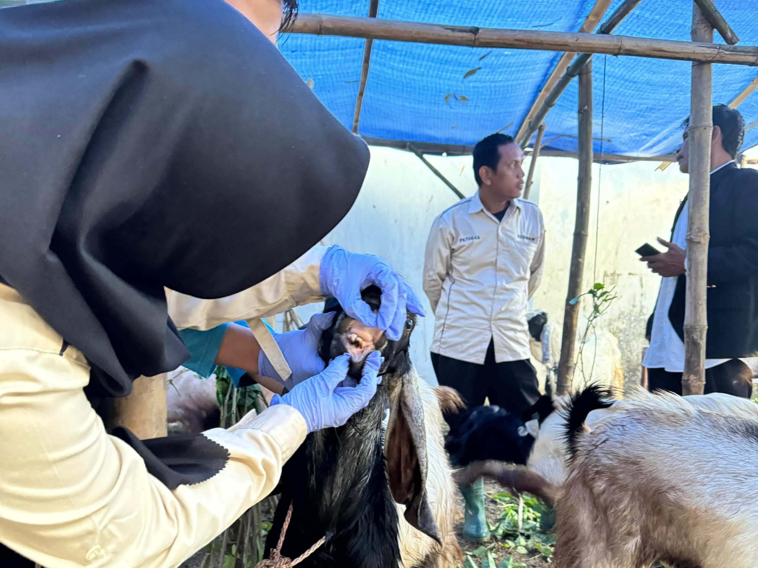 Jelang Iduladha 2025, Pemkab Lamongan Perketat Pemeriksaan Hewan Kurban