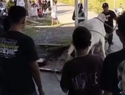Sapi Kurban Mengamuk di Lamongan, Warga Terpental dan Penyembelihan Terpaksa Dilakukan di Sawah
