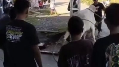 Sapi Kurban Mengamuk di Lamongan, Warga Terpental dan Penyembelihan Terpaksa Dilakukan di Sawah