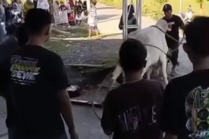 Sapi Kurban Mengamuk di Lamongan, Warga Terpental dan Penyembelihan Terpaksa Dilakukan di Sawah