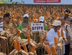 BPJPH Pastikan Jagung Rekayasa Genetik Halal, Dorong Ketahanan Pangan Lamongan