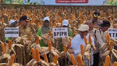 BPJPH Pastikan Jagung Rekayasa Genetik Halal, Dorong Ketahanan Pangan Lamongan