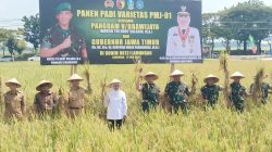 Pangdam V/Brawijaya dan Gubernur Jatim Panen Padi Unggul PMJ 01 di Lamongan