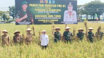 Pangdam V/Brawijaya dan Gubernur Jatim Panen Padi Unggul PMJ 01 di Lamongan