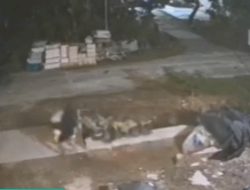 Aksi Pencurian Gabah di Lamongan Terekam CCTV, Warga Resah