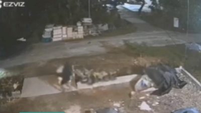 Aksi Pencurian Gabah di Lamongan Terekam CCTV, Warga Resah