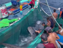 Viral! Hiu Paus Tersangkut Jaring Nelayan di Pantai Sendang Biru, Pegiat Konservasi Laut: Sudah Biasa!