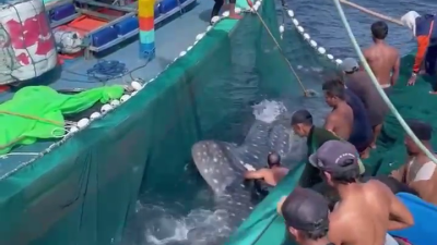 Viral! Hiu Paus Tersangkut Jaring Nelayan di Pantai Sendang Biru, Pegiat Konservasi Laut: Sudah Biasa!