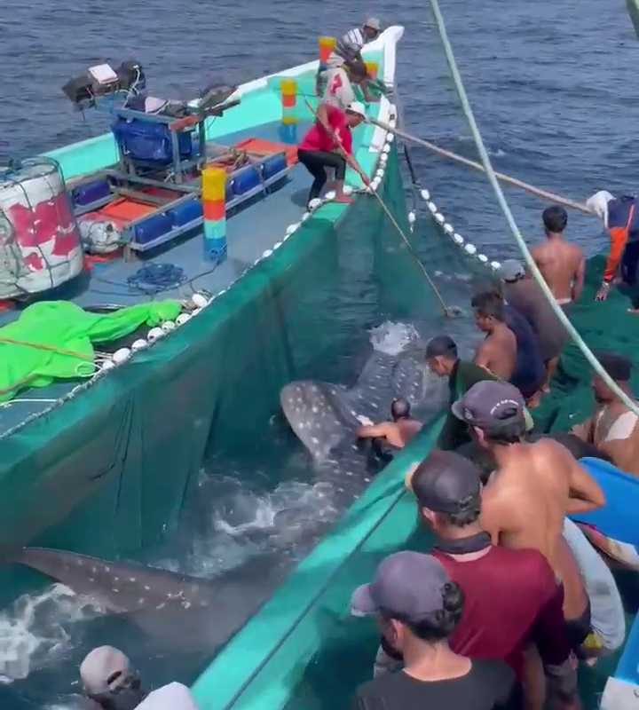 Viral! Hiu Paus Tersangkut Jaring Nelayan di Pantai Sendang Biru, Pegiat Konservasi Laut: Sudah Biasa!