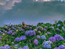 Menikmati Indahnya Kebun Bunga Hortensia, Destinasi Wisata Kota Batu Bak Dunia Ghibli yang Lagi Viral!
