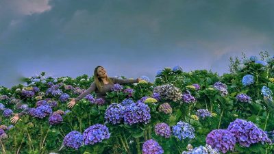 Menikmati Indahnya Kebun Bunga Hortensia, Destinasi Wisata Kota Batu Bak Dunia Ghibli yang Lagi Viral!