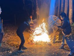Resahkan Warga! Arena Sabung Ayam di Malang Akhirnya Dibongkar dan Dibakar