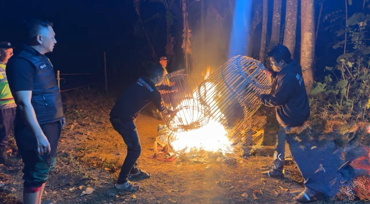 Resahkan Warga! Arena Sabung Ayam di Malang Akhirnya Dibongkar dan Dibakar
