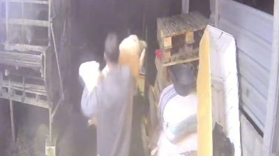 Teror Pencuri Hewan Ternak Kembali Hantui Cukir Jombang, Warga Rugi Jutaan