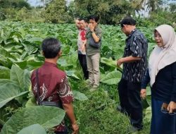 Petani Tembakau di Kediri Dapat Edukasi Cuaca Ekstrem dari Dispertabun dan BMKG