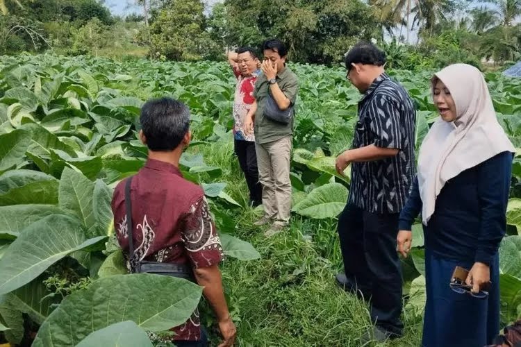Petani Tembakau di Kediri Dapat Edukasi Cuaca Ekstrem dari Dispertabun dan BMKG