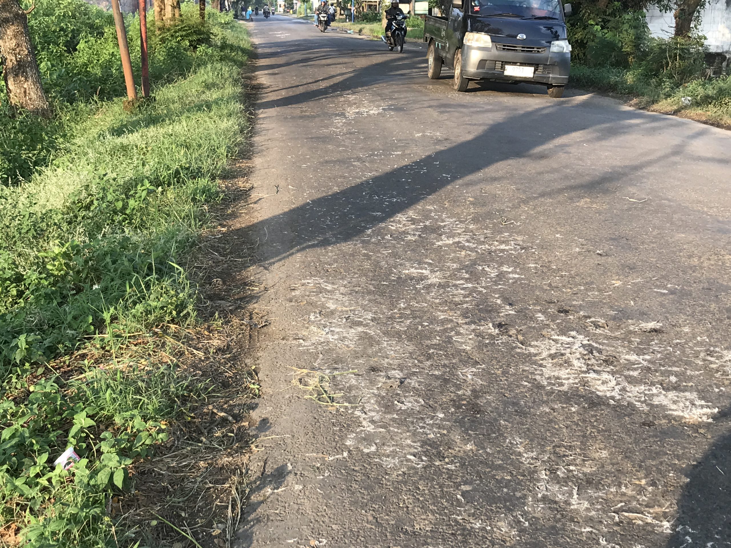 Viral! Bangkai Ayam Berserakan di Jalan Lengkong-Gondang Nganjuk, Pengendara Resah