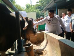 Wow! Sapi Kurban Bupati Jombang Hampir Satu Ton, Dibeli Langsung dari Peternak