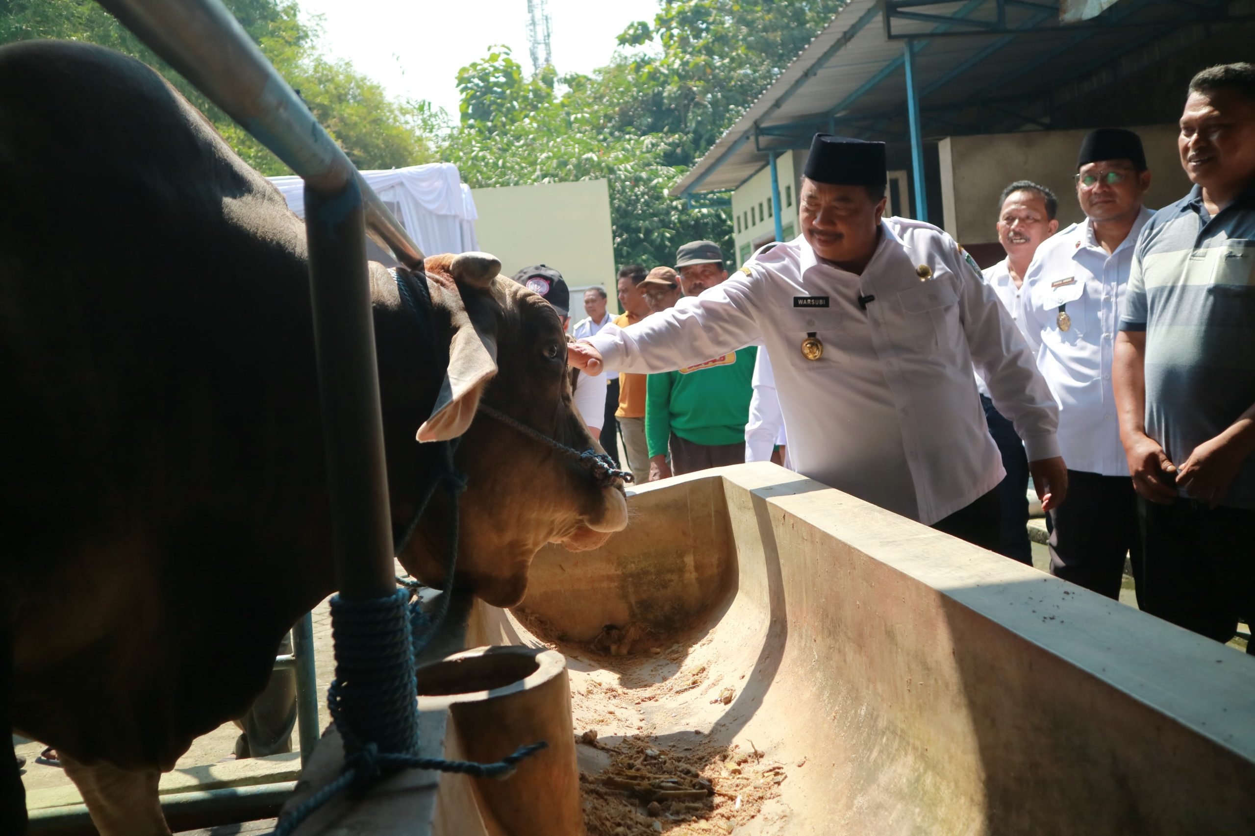 Wow! Sapi Kurban Bupati Jombang Hampir Satu Ton, Dibeli Langsung dari Peternak