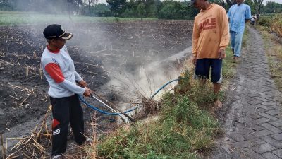Serangan Tikus Rusak Puluhan Hektare Lahan, Petani di Jombang Lakukan Aksi Gropyokan