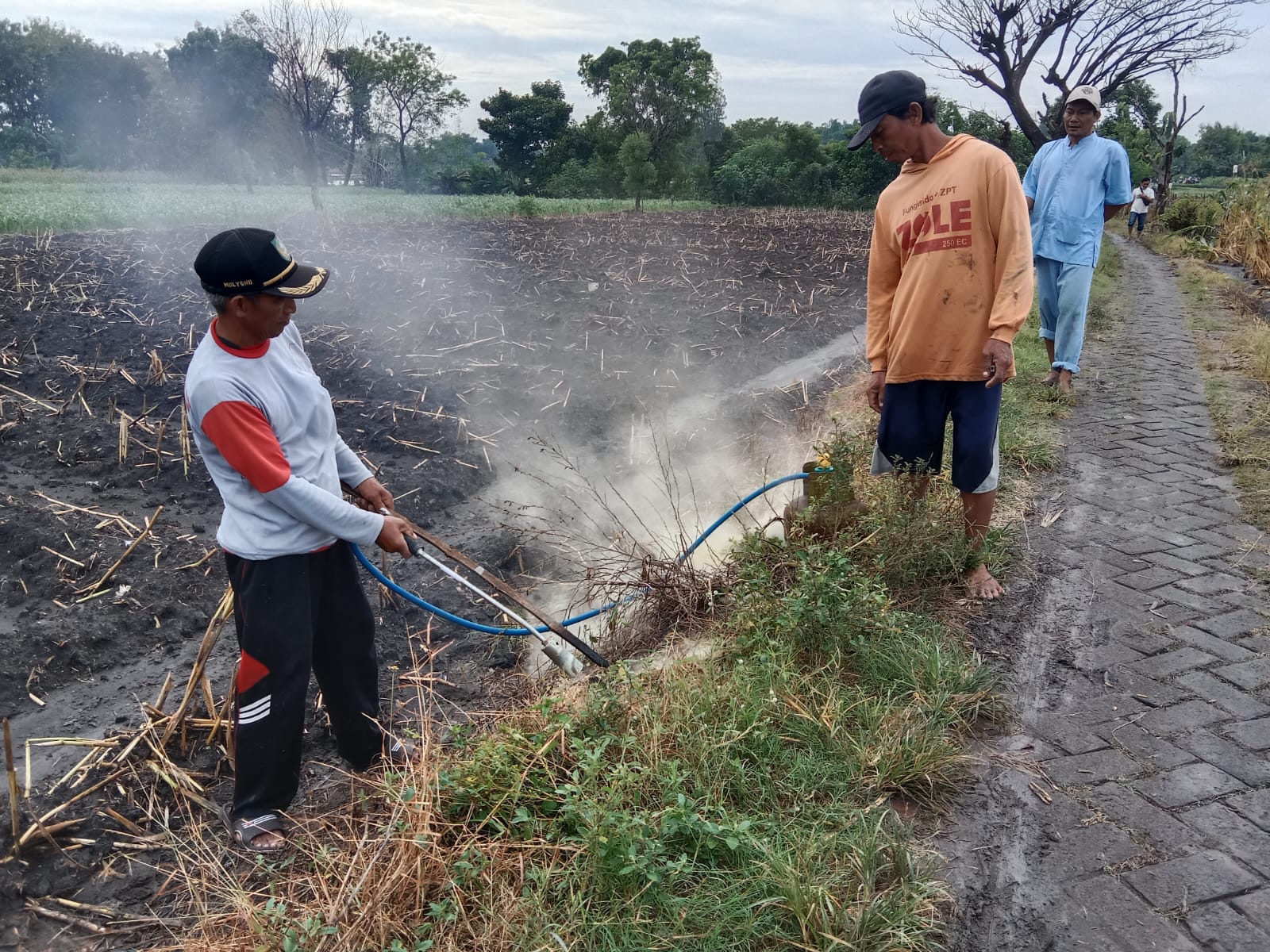 Serangan Tikus Rusak Puluhan Hektare Lahan, Petani di Jombang Lakukan Aksi Gropyokan