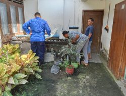 Buaya Peliharaan Warga Blitar Makin Membesar, Petugas Damkar Kesulitan Evakuasi