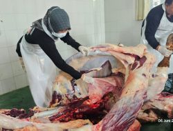 Tim DKPP Kabupaten Kediri Sisir Lokasi Kurban, Pastikan Daging Aman Konsumsi