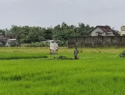 Musim Kemarau Lebih Pendek, Dispertabun Kediri Dorong Petani Optimalkan Irigasi dan Pompa Air untuk Tanam Padi