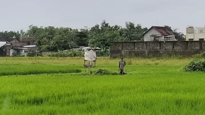 Musim Kemarau Lebih Pendek, Dispertabun Kediri Dorong Petani Optimalkan Irigasi dan Pompa Air untuk Tanam Padi