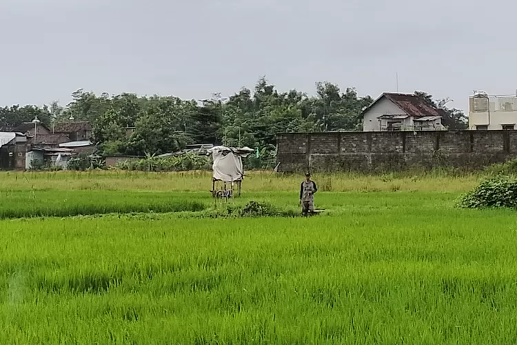 Musim Kemarau Lebih Pendek, Dispertabun Kediri Dorong Petani Optimalkan Irigasi dan Pompa Air untuk Tanam Padi