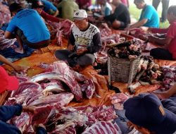 Masjid Ash Sholihin Ngasem Sembelih 6 Sapi dan 58 Kambing pada Idul Adha 1446 H, Warga 5 RW Kebagian Semua