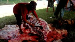 Idul Adha Jadi Musim Ramai Bagi Jagal Sapi Profesional di Kediri
