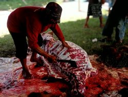 Idul Adha Jadi Musim Ramai Bagi Jagal Sapi Profesional di Kediri