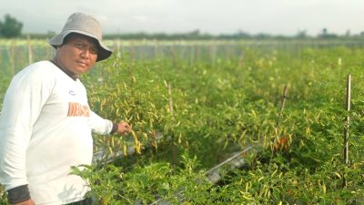 Musim Kemarau Basah, Petani Cabai Kediri Siaga Hadapi Serangan Virus Pethek