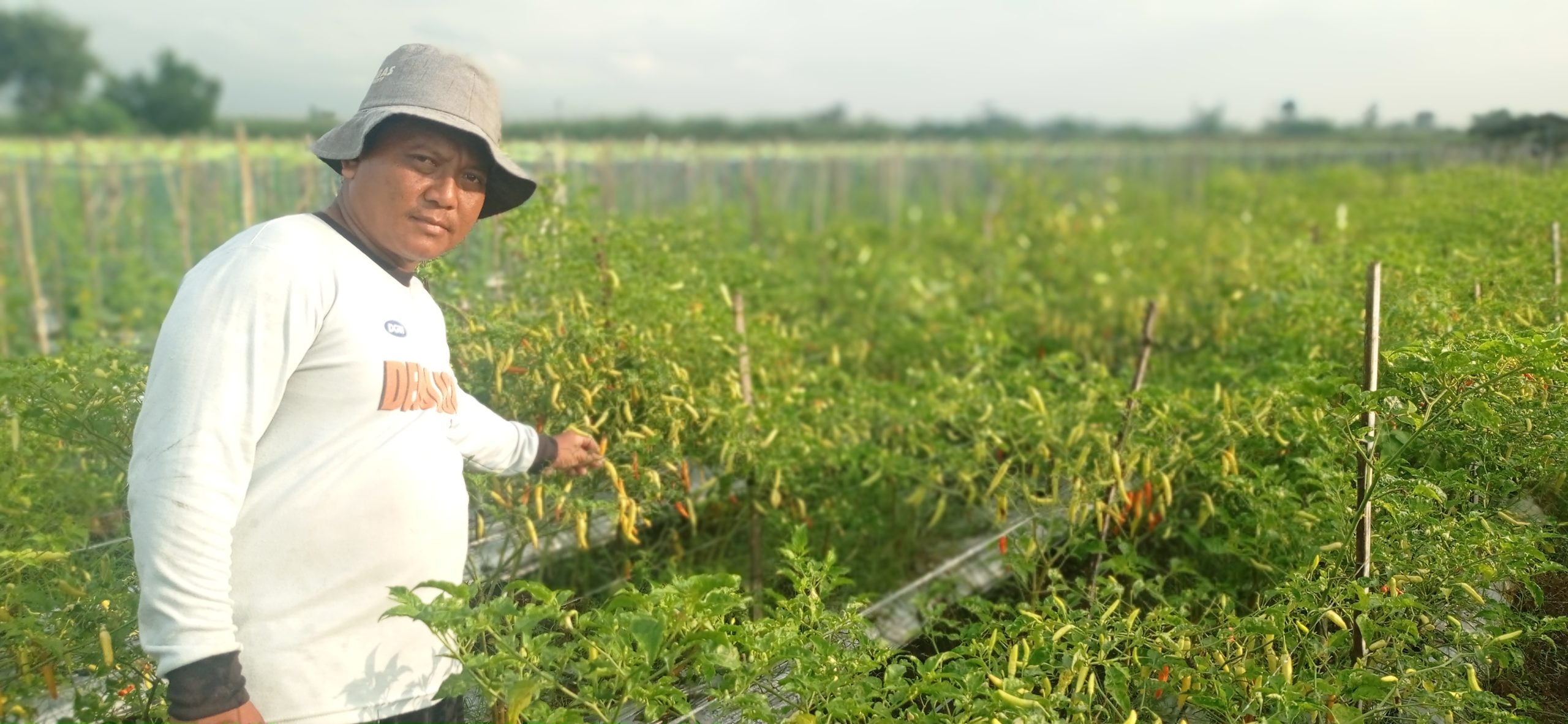 Musim Kemarau Basah, Petani Cabai Kediri Siaga Hadapi Serangan Virus Pethek