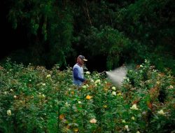 Desa Tulungrejo Menembus Asia Tenggara, Sukses Integrasi dan Keberlanjutan Wisata