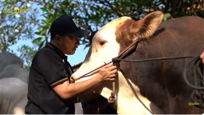 Momen Haru Irfan Hakim Pilih Janoko Jadi Hewan Kurban Idul Adha 2025