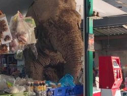 Viral! Gajah Lapar Nyelonong ke Toko Kelontong, Datang Bikin Kaget Pergi Bawa Camilan Tanpa Bayar