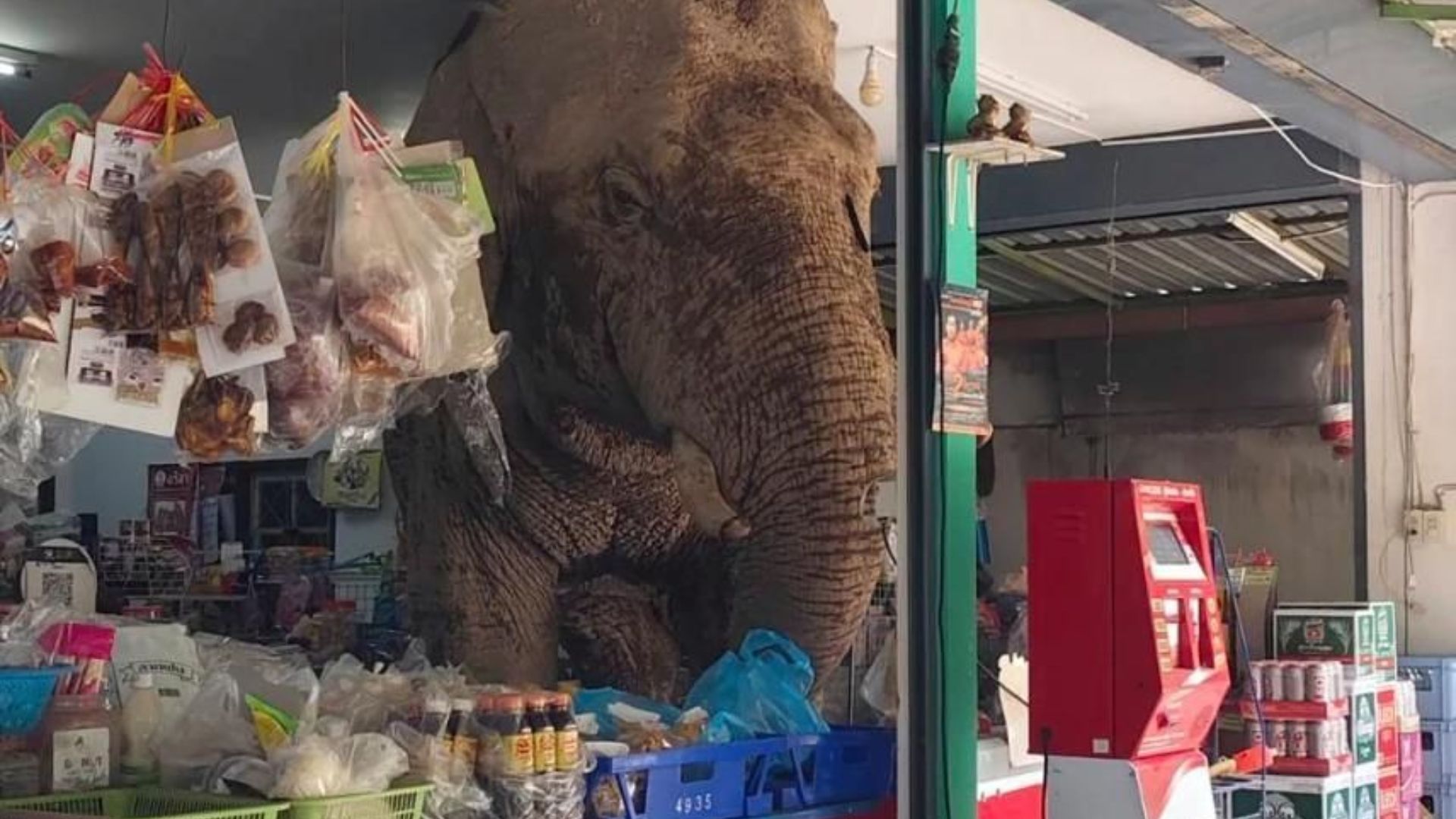 Viral! Gajah Lapar Nyelonong ke Toko Kelontong, Datang Bikin Kaget Pergi Bawa Camilan Tanpa Bayar