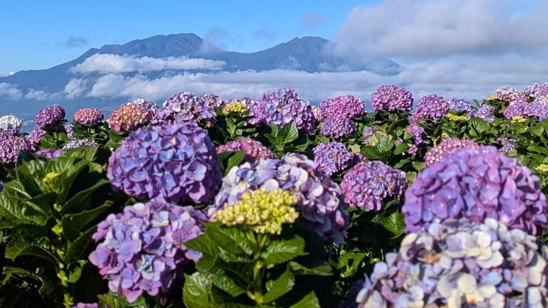 Kebun Bunga