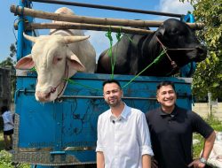 Diborong Raffi Ahmad! Irfan Hakim Cuan Besar dari Sapi Kurban Premium