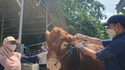 Sapi Bejo Milik Peternak Lokal Tulungagung Jadi Pilihan Kurban Presiden Prabowo