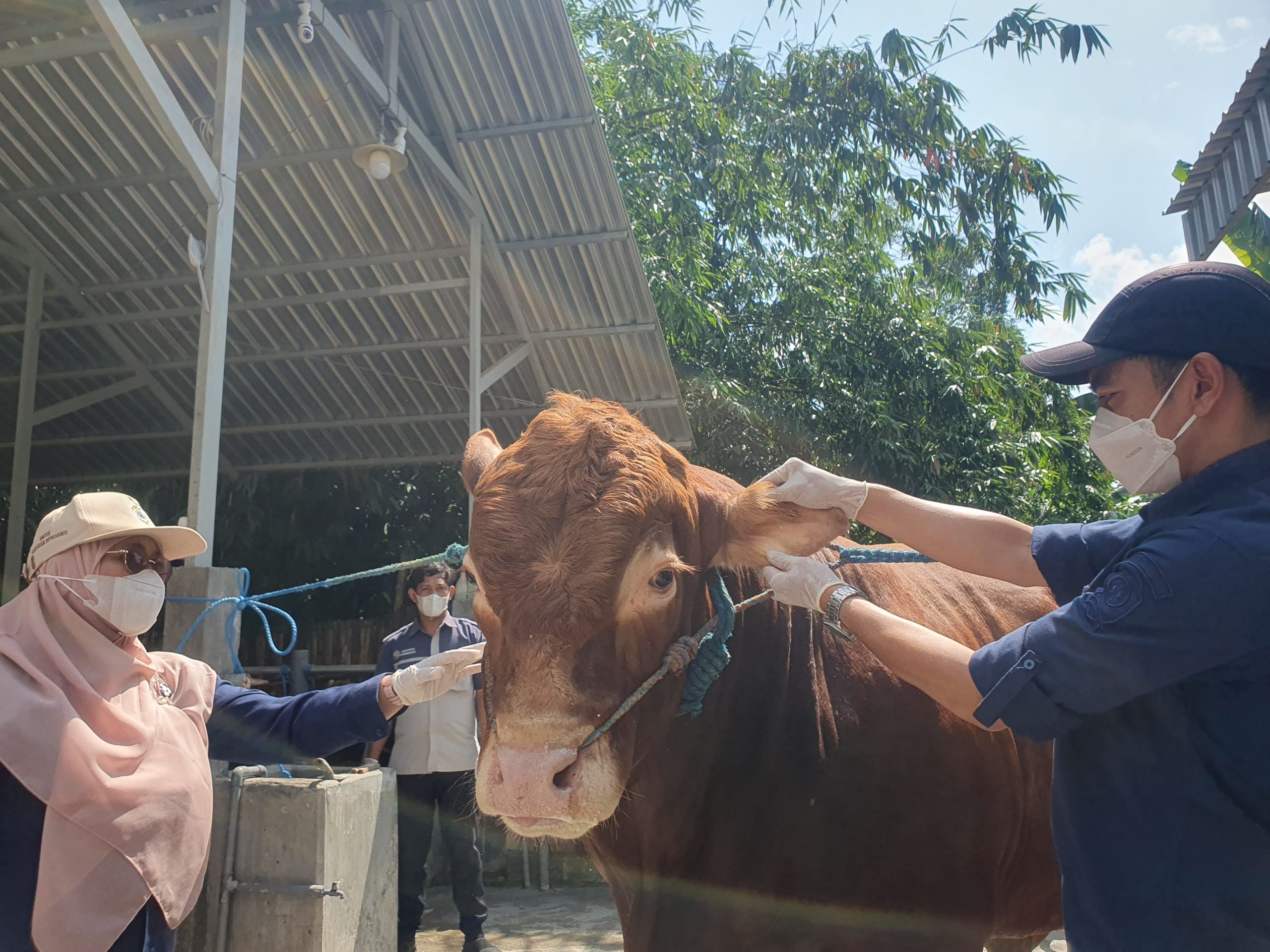 Sapi Bejo Milik Peternak Lokal Tulungagung Jadi Pilihan Kurban Presiden Prabowo