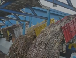 Perluas Produksi, PT RMI Blitar Siapkan 8 Hektar Lahan untuk Pabrik Gilingan Tebu Baru